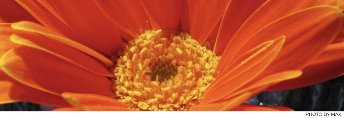 noticing being grateful focus attention matters