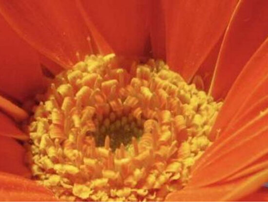 noticing being grateful focus attention matters