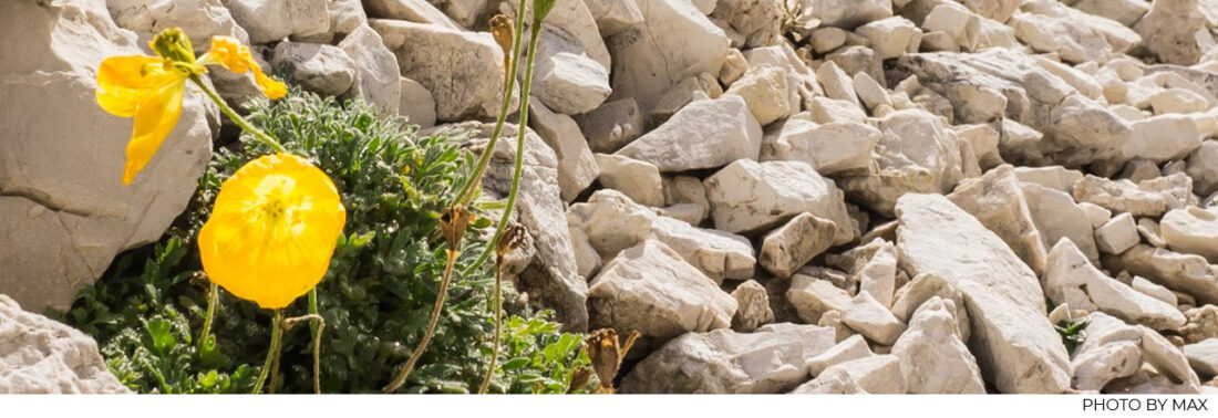 uncertainty like a hostile environment demands leadership in the moment, leadership of our own lives and workplaces