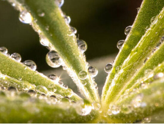 at the heart or core of what makes work meaningful and gets results lie important qualities like expressing love