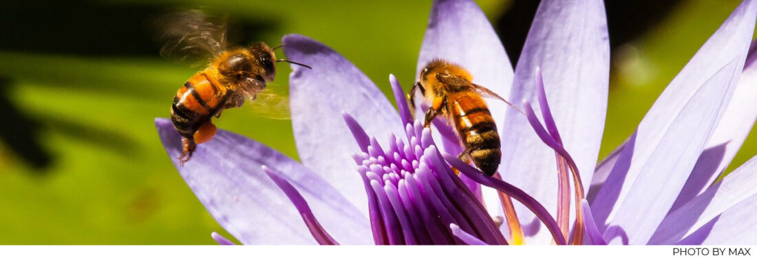 focussed attention matters, persistence, interest and action