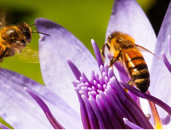 focussed attention matters, persistence, interest and action