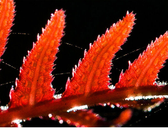 meaning matters a lot, it unfolds in the details of daily work